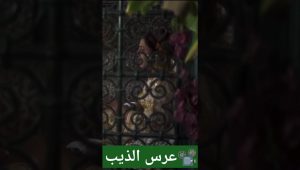 عرس الذيب فلم مغربي #المغرب #افلام #افلام_مغربية #سناء_عكرود